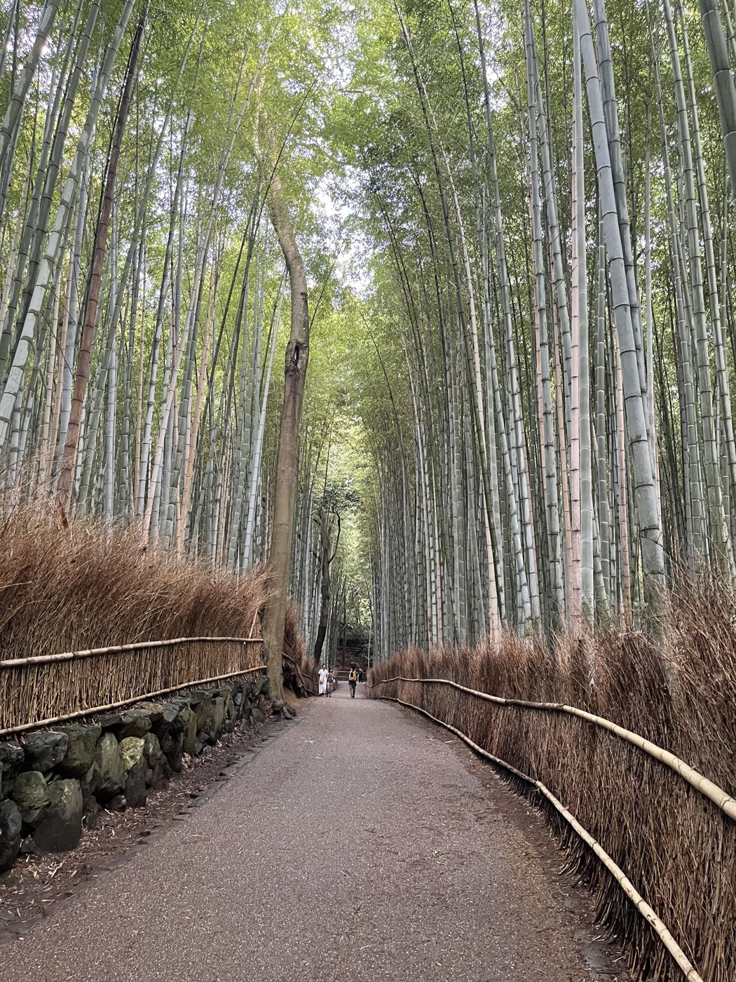Arashiyama bamboo grove