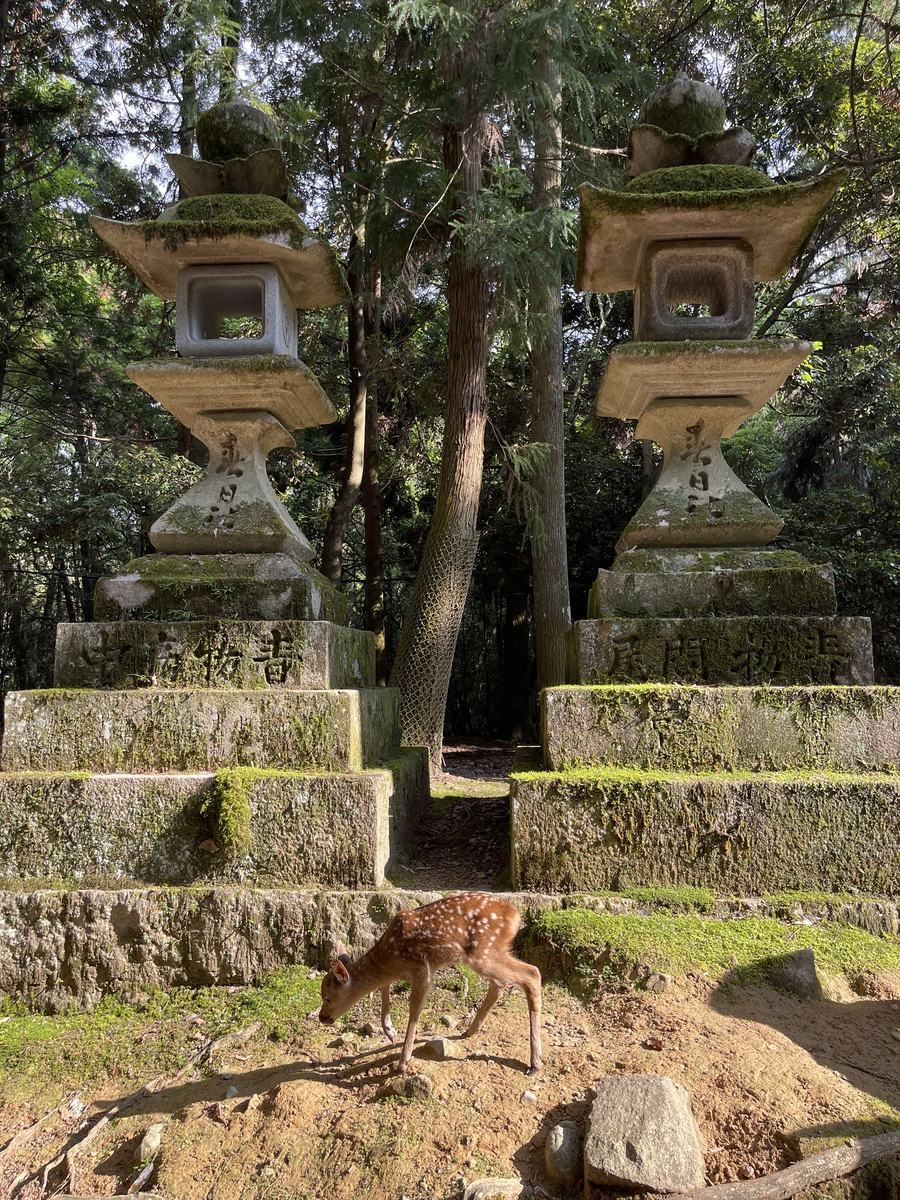 Deer among the stone lanterns
