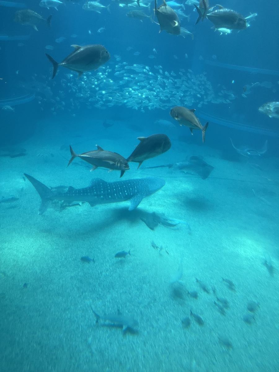 The whale shark tank, Osaka